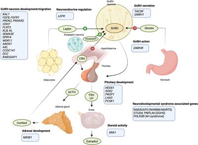 Epigenetics of functional hypothalamic amenorrhea